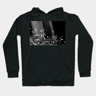 Waterfalls & Wildflowers Hoodie